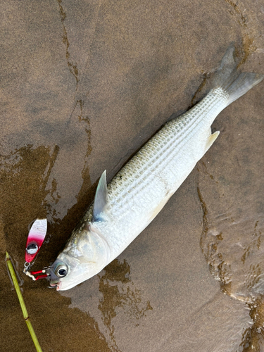 ボラの釣果