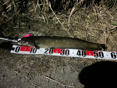 ナマズの釣果