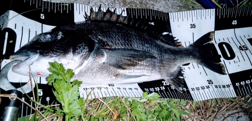 クロダイの釣果