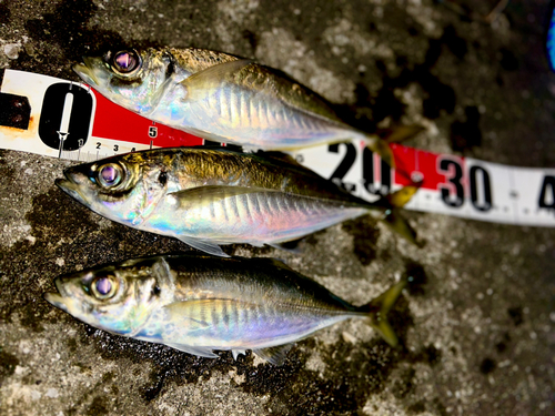 アジの釣果