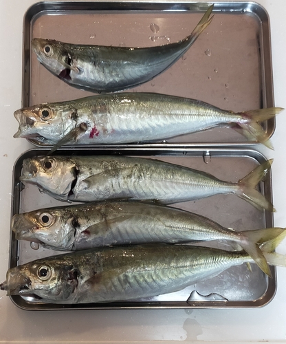 アジの釣果