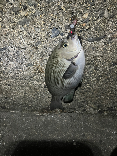 メジナの釣果