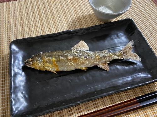 アユの釣果