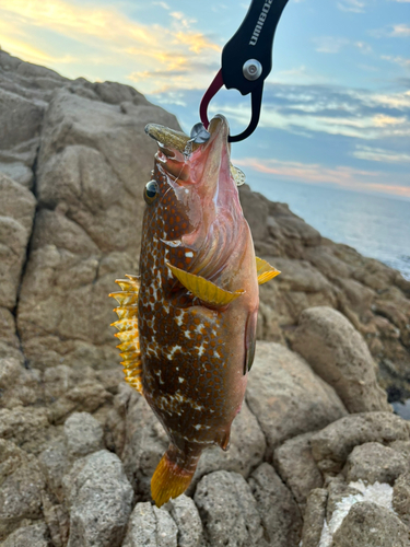 アコウの釣果