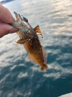 アナハゼの釣果