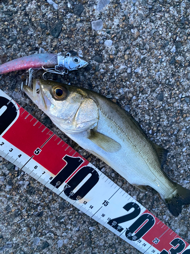 セイゴ（マルスズキ）の釣果