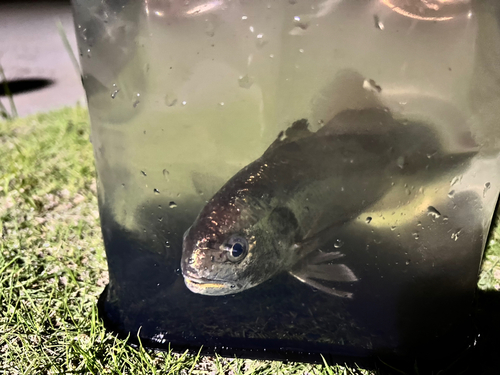 イシモチの釣果