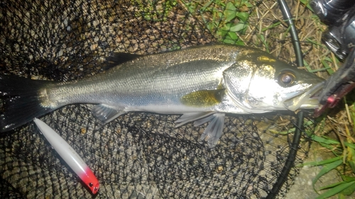 フッコ（マルスズキ）の釣果