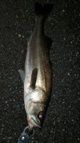 スズキの釣果