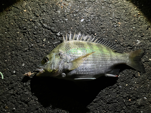 ウナギの釣果