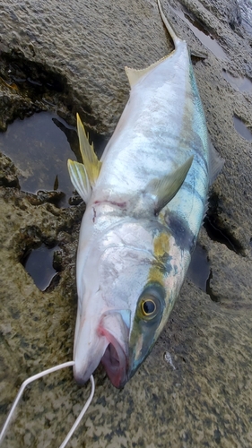 ヒラマサの釣果