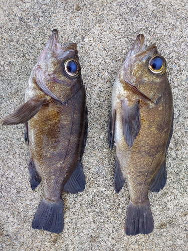 メバルの釣果