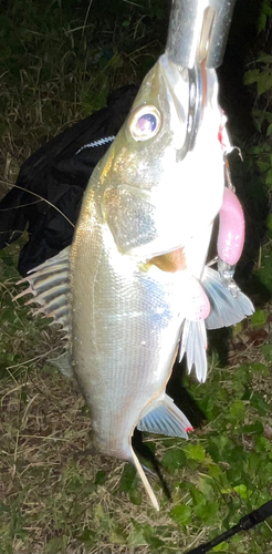 シーバスの釣果