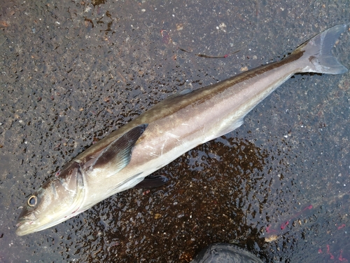 スギの釣果