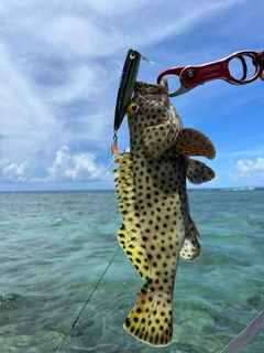 イシミーバイの釣果