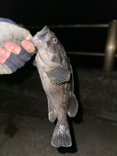 クロソイの釣果