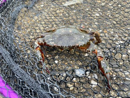 イシガニの釣果