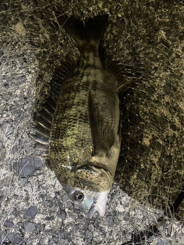 クロダイの釣果