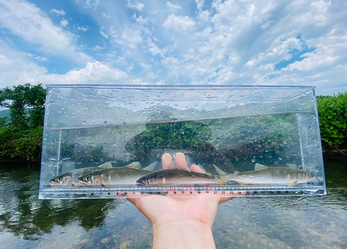 コアユの釣果