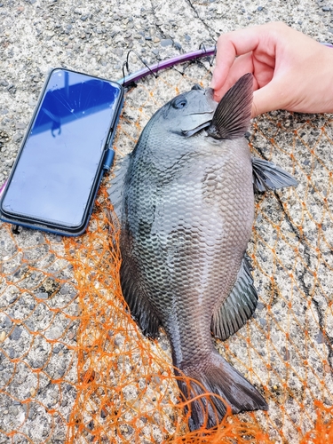 クロダイの釣果