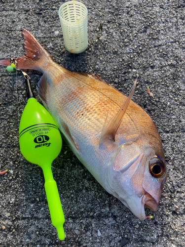 マダイの釣果