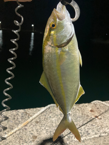 ネリゴの釣果