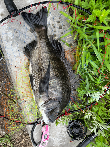 チヌの釣果