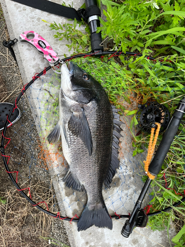 チヌの釣果