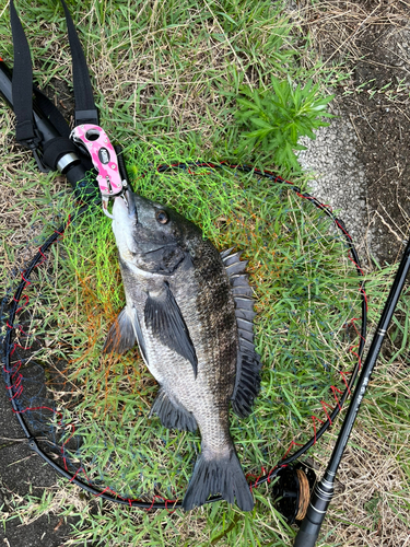 チヌの釣果