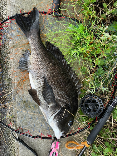 チヌの釣果