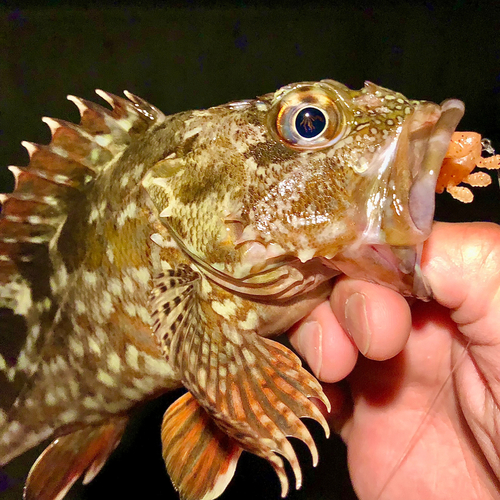 カサゴの釣果