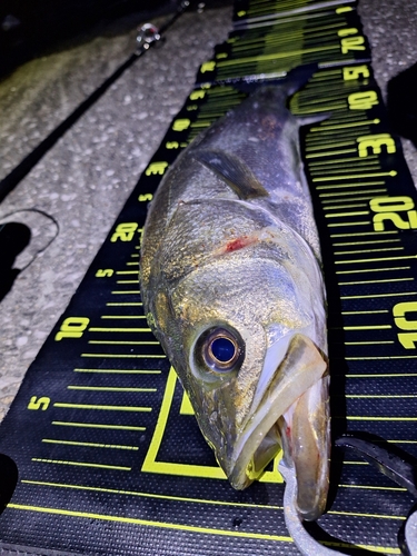 シーバスの釣果