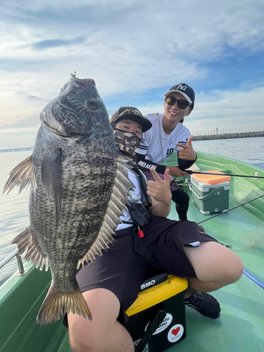 クロダイの釣果