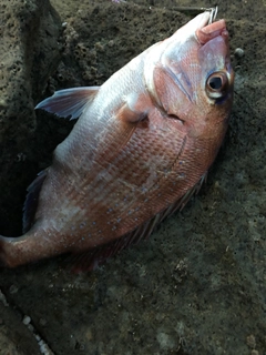 タイの釣果