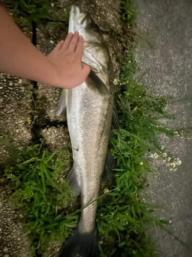 スズキの釣果