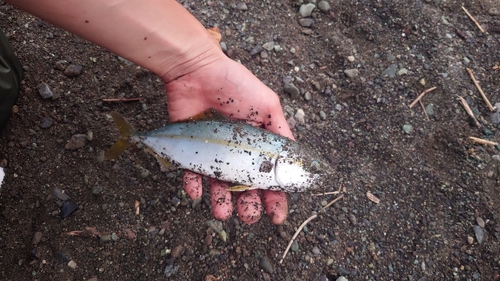 ワカシの釣果