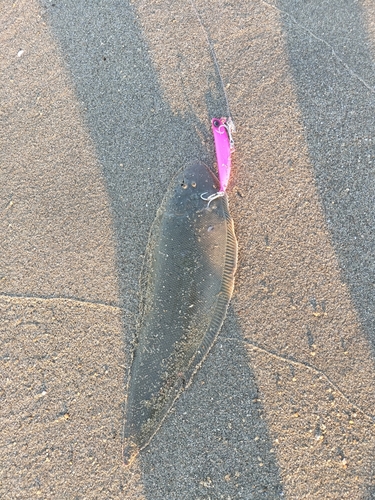 シタビラメの釣果