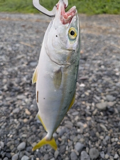 ワカシの釣果