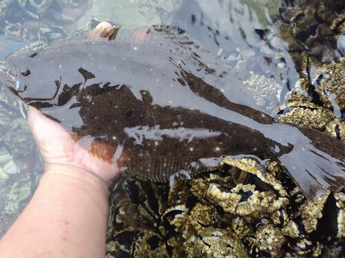 ヒラメの釣果