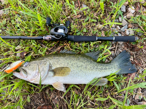 ブラックバスの釣果