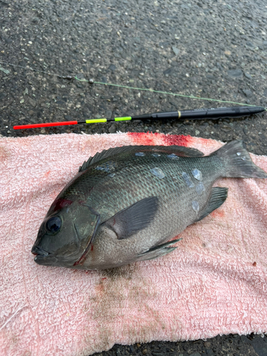 メジナの釣果