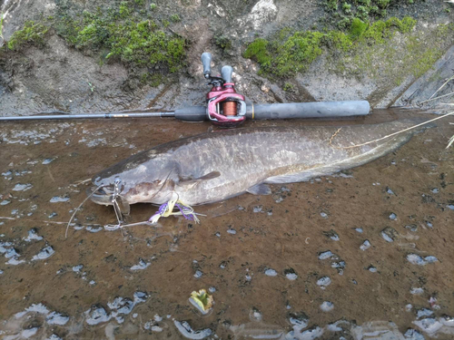 ナマズの釣果