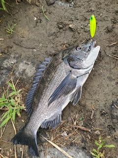 チヌの釣果