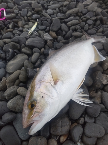 ショゴの釣果