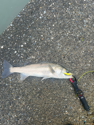 スズキの釣果