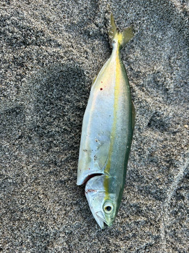 ワカシの釣果