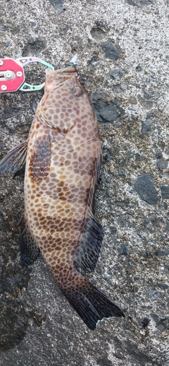 オオモンハタの釣果