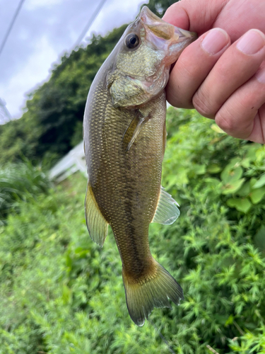 ラージマウスバスの釣果