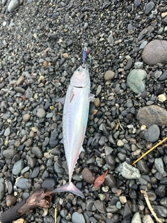 ソウダガツオの釣果