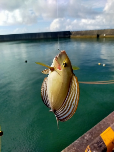 クロハギの釣果